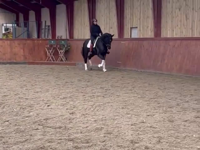 Dressyr hästar till salu: One In A Million  - Video 1