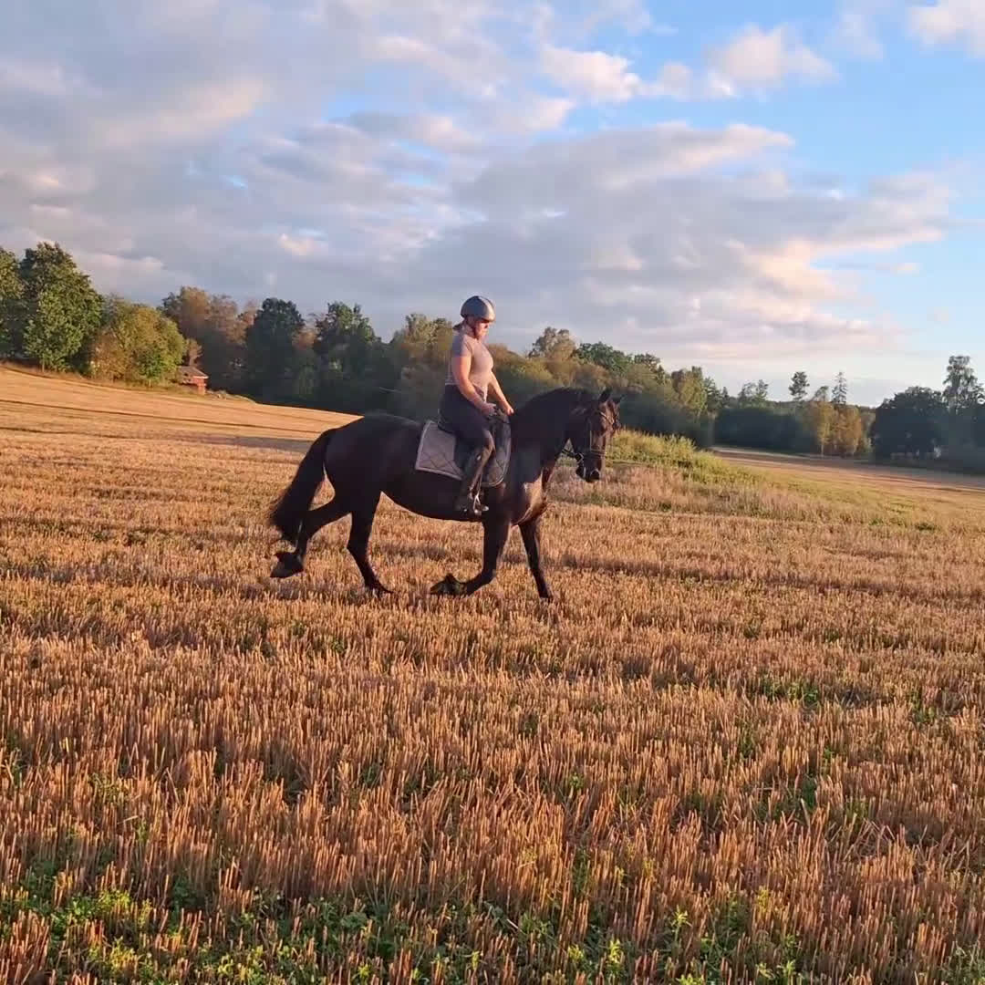 Allround hästar till salu: Underbart friesersto  - Video 1