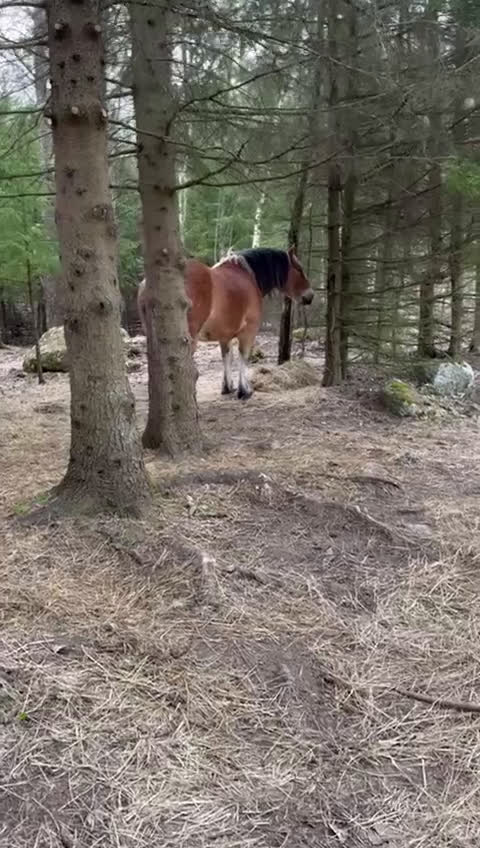  stallplats finnes: Lösdrift Grödinge i Grödinge - Video 1