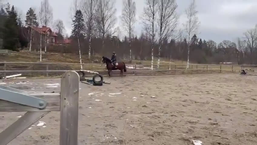 Allround hästar till salu: Welsh cob valack med enorm utstrålning!! - Video 2