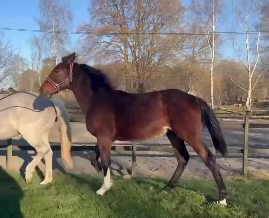 Hoppning hästar till salu: Fin 1 åring , internationell hoppstam i Hjärnarp - Video 1