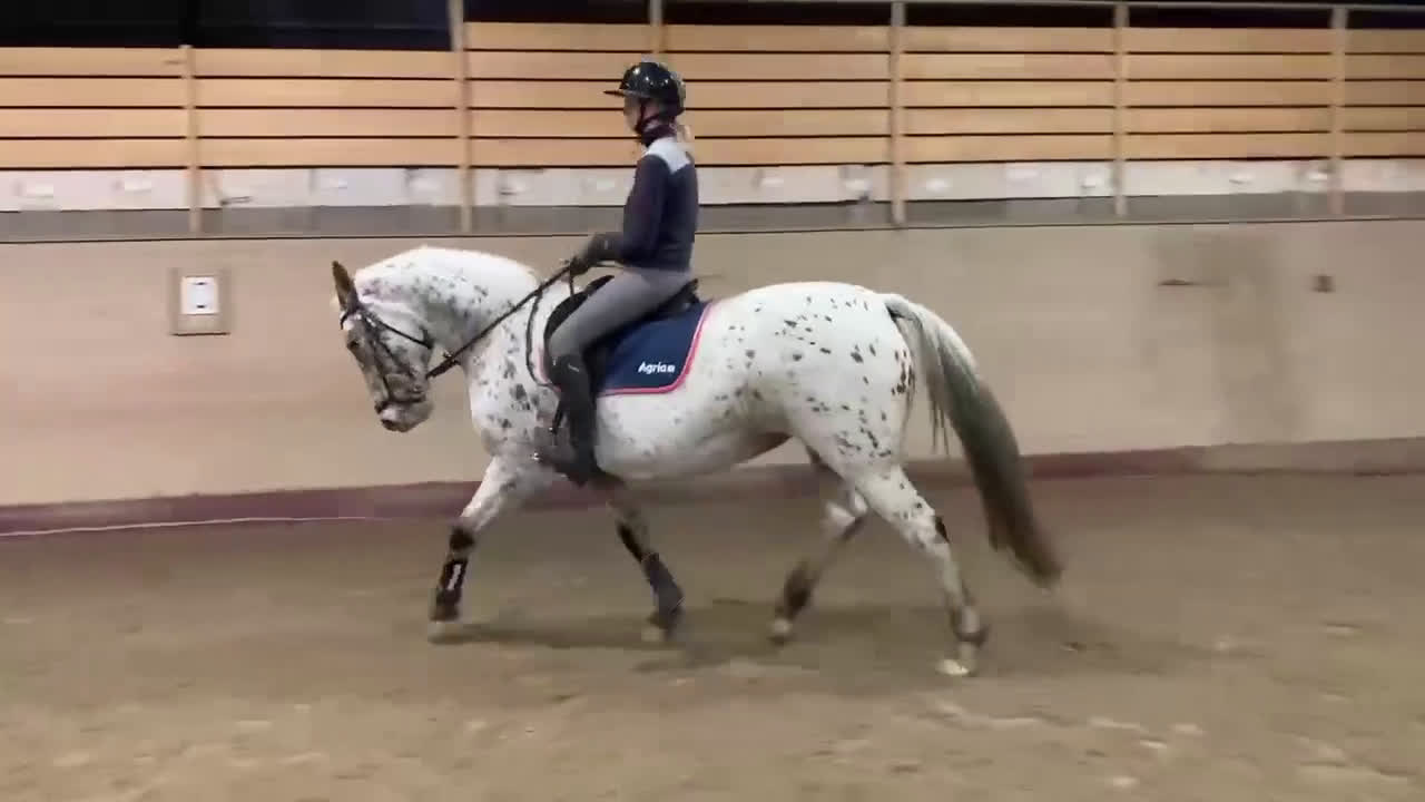 Allround hästar till salu: Knabstrupper sto  i Väckelsång - Video 1