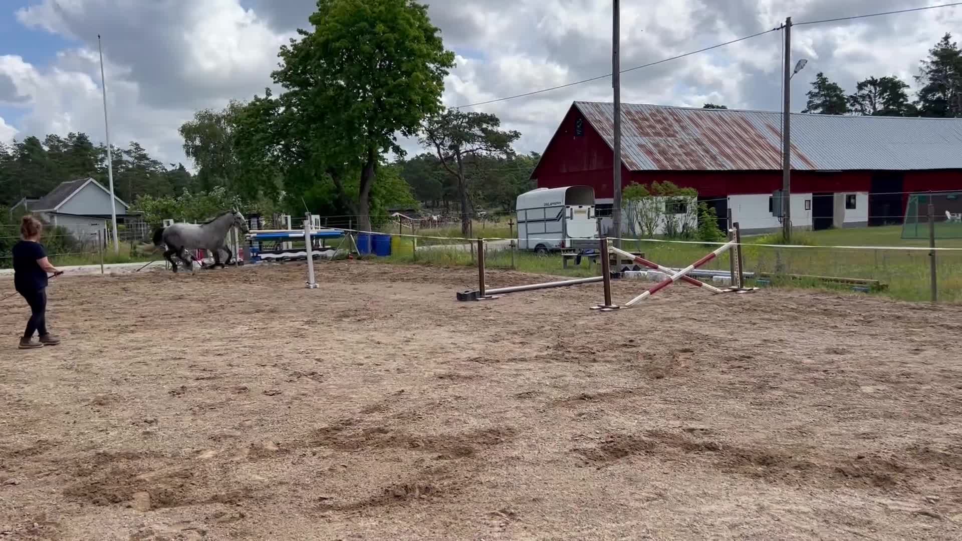 Allround hästar till salu: Jumbo söker nytt hem - Video 1