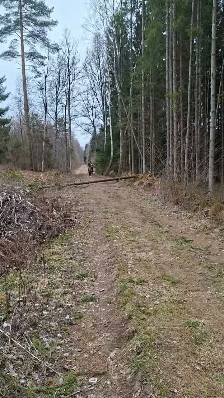Allround hästar till salu: Snäll B-ponny - Video 5