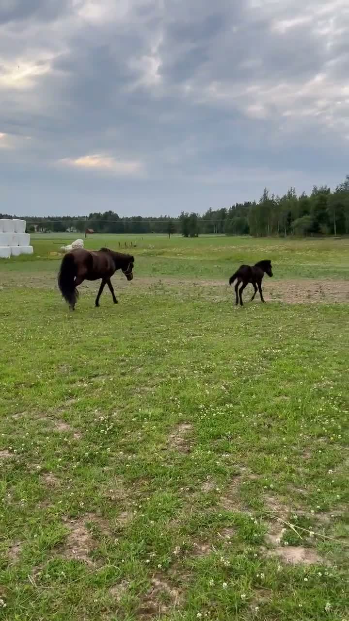 Island hästar till salu: Välstammat åringssto som gärna väljer tölt i Mariestad - Video 1