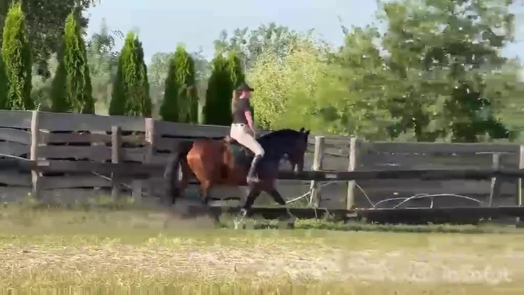 Allround hästar till salu: Mila – 10-Year-Old Beautiful Versatile Family Mare - Video 1