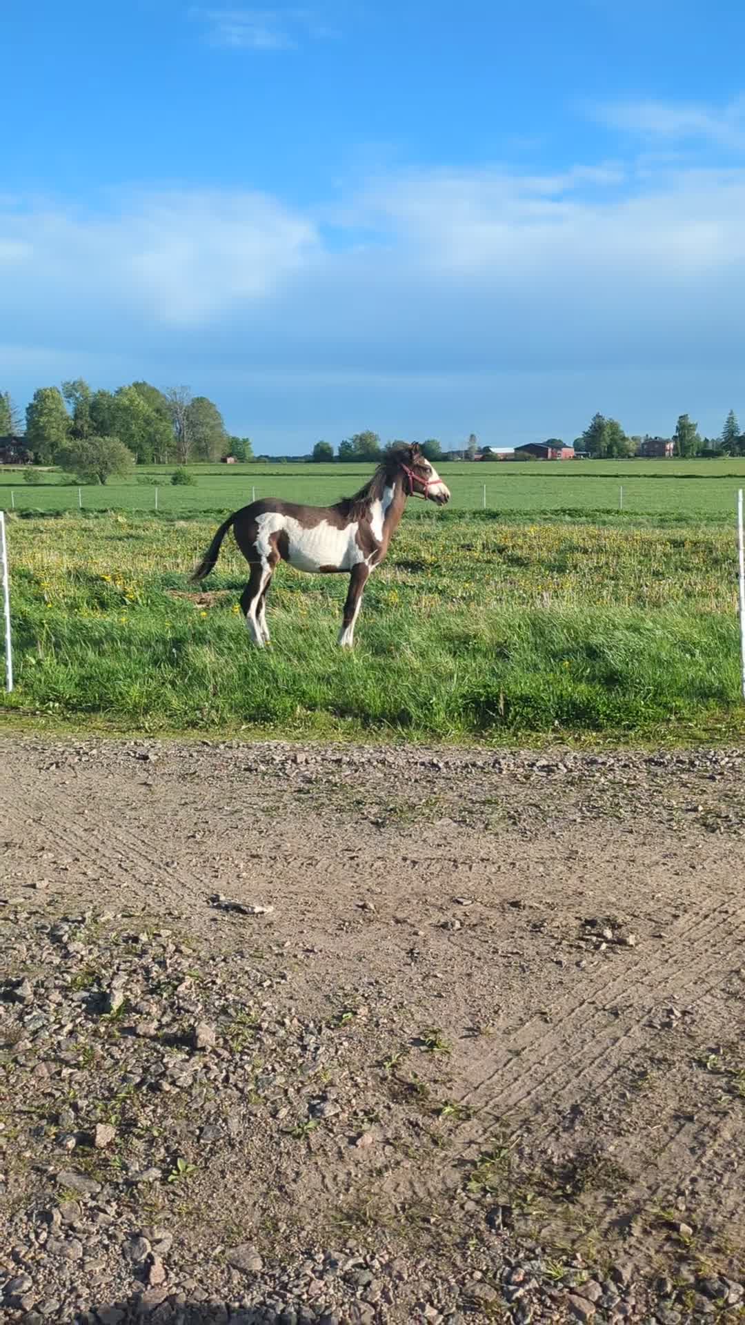 Allround hästar till salu: Fullblodshingst -25 New forest -12 söker 5🌟hem i Tidaholm - Video 2