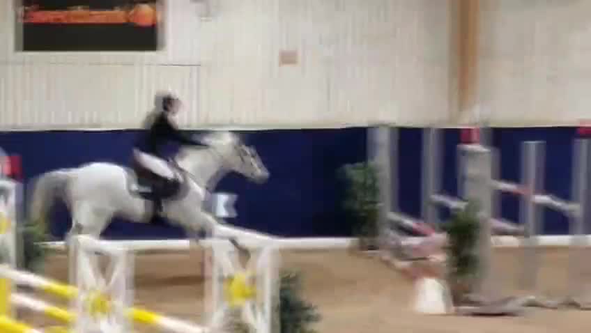 Avelshästar hästar till salu: Avelssto med meriter - Video 1