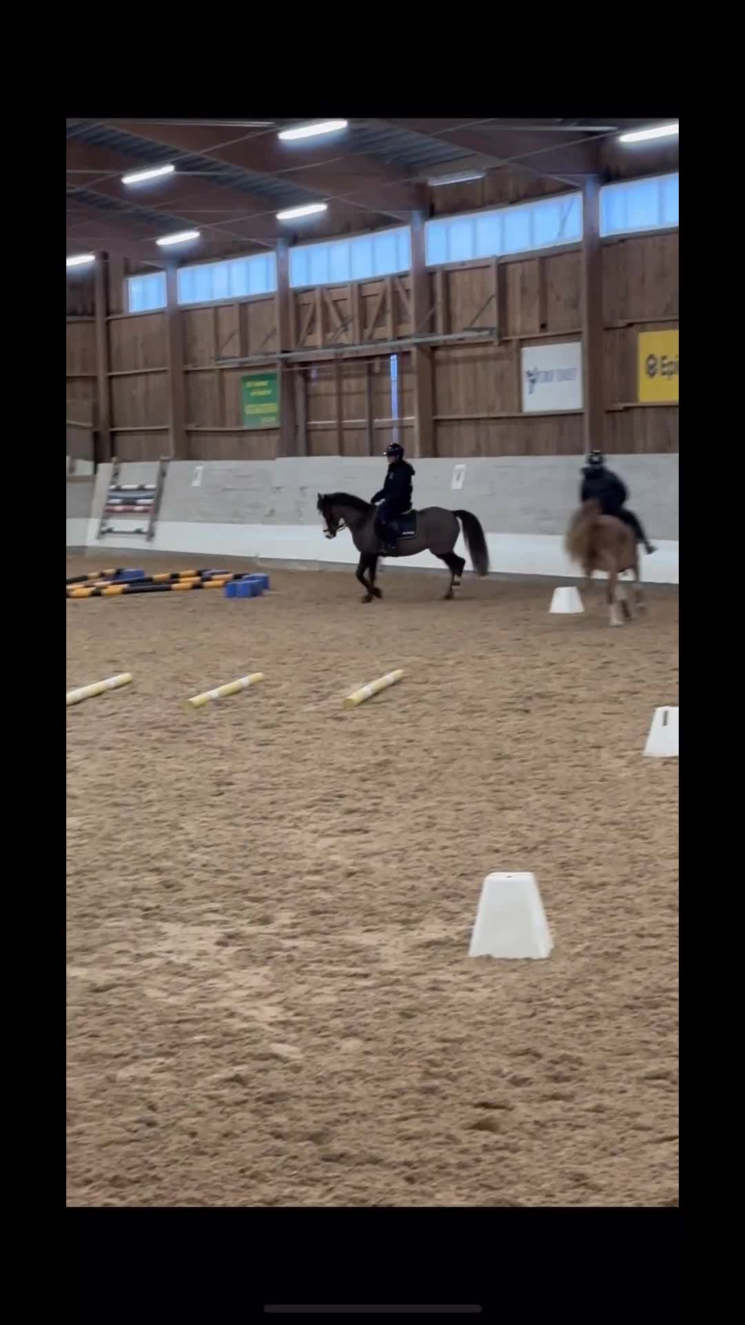 Allround hästar till salu: Lojal SWB ponny söker sin nya bästis💗 - Video 1