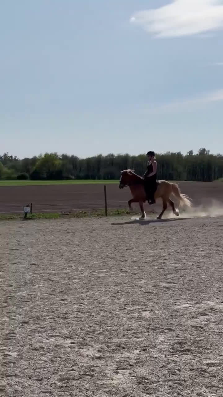 Island hästar till salu: Fyrgångsvalack som kan ”allt” i Kävlinge - Video 1