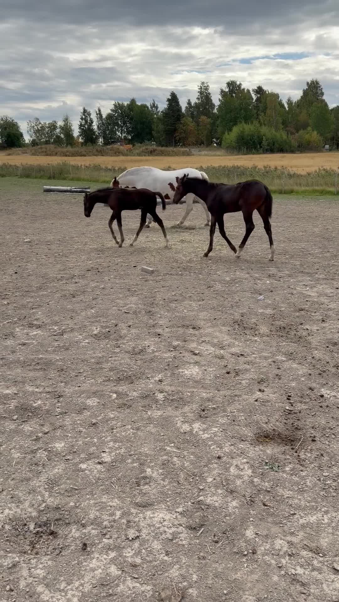 Fälttävlan hästar till salu: Två 🐎 fälttävlansstammade med möderne i OS - Video 1