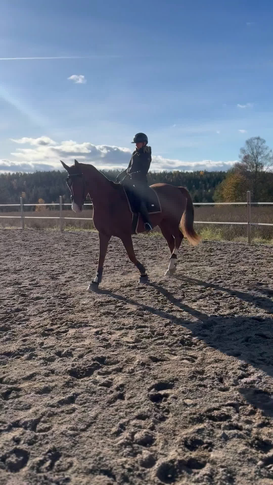 Dressyr hästar till salu: Världens finaste kille i Eksjö - Video 1