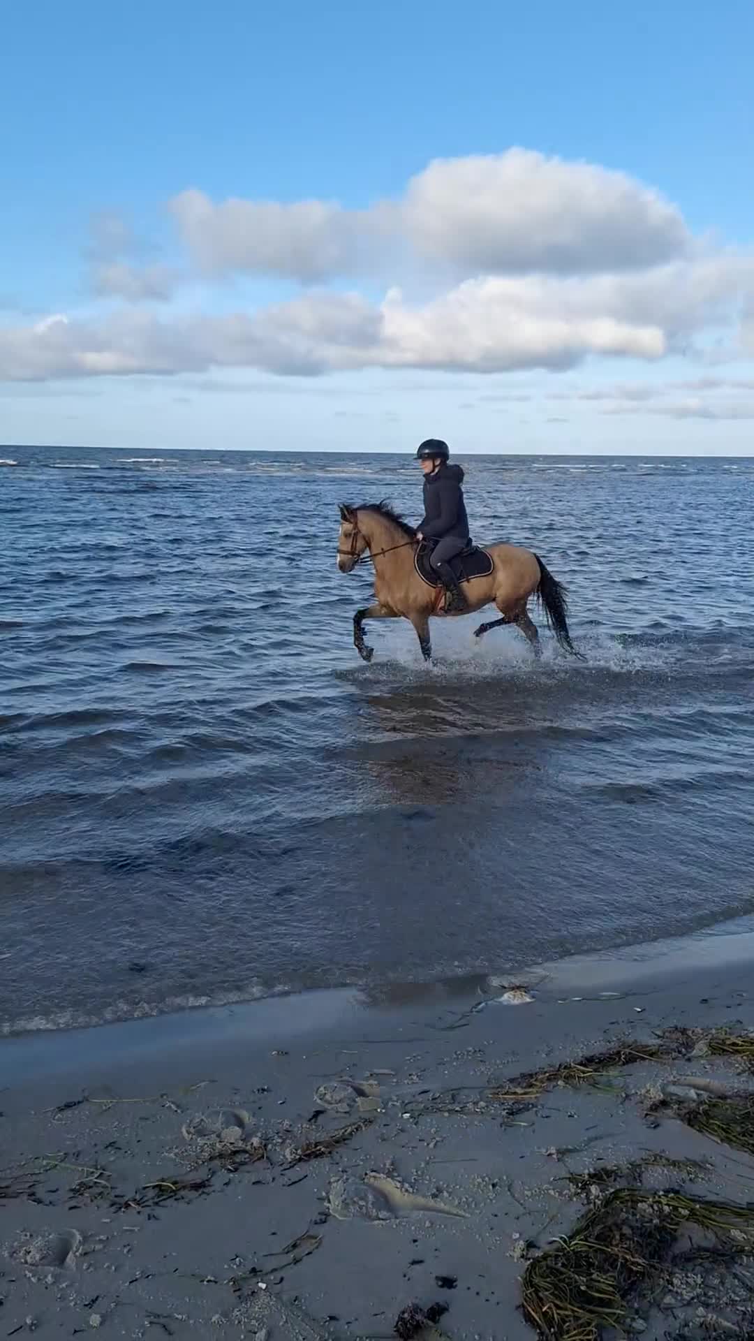 Dressyr hästar till salu: Läromästare och bästa vän C ponny säljes - Video 2