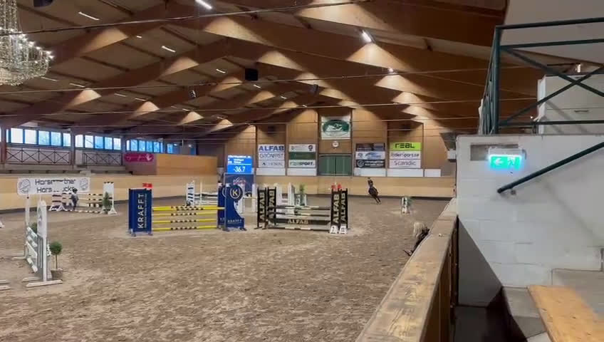 Hoppning hästar till salu: Härlig häst med mycket energi i Helsingborg - Video 2