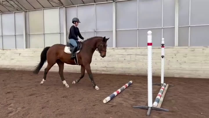 Hoppning hästar till salu: Fint sto till salu!  - Video 2