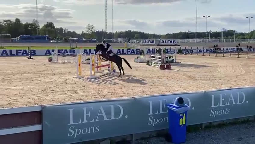 Hoppning hästar till salu: valack med mycket kapacitet! i Örebro - Video 3