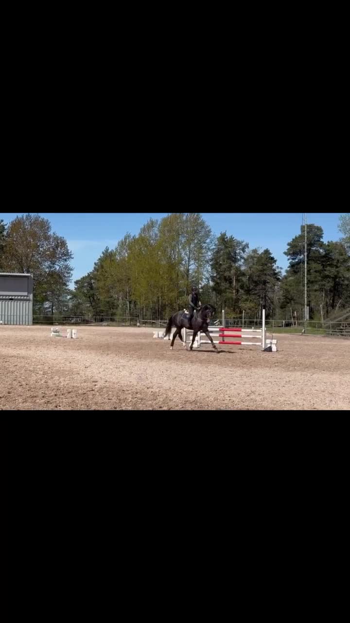 Allround hästar till salu: Trevlig 4-åring med allroundpotential - Video 1