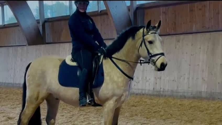 Allround hästar till salu: Charmig D-ponny i Munkedal - Video 1