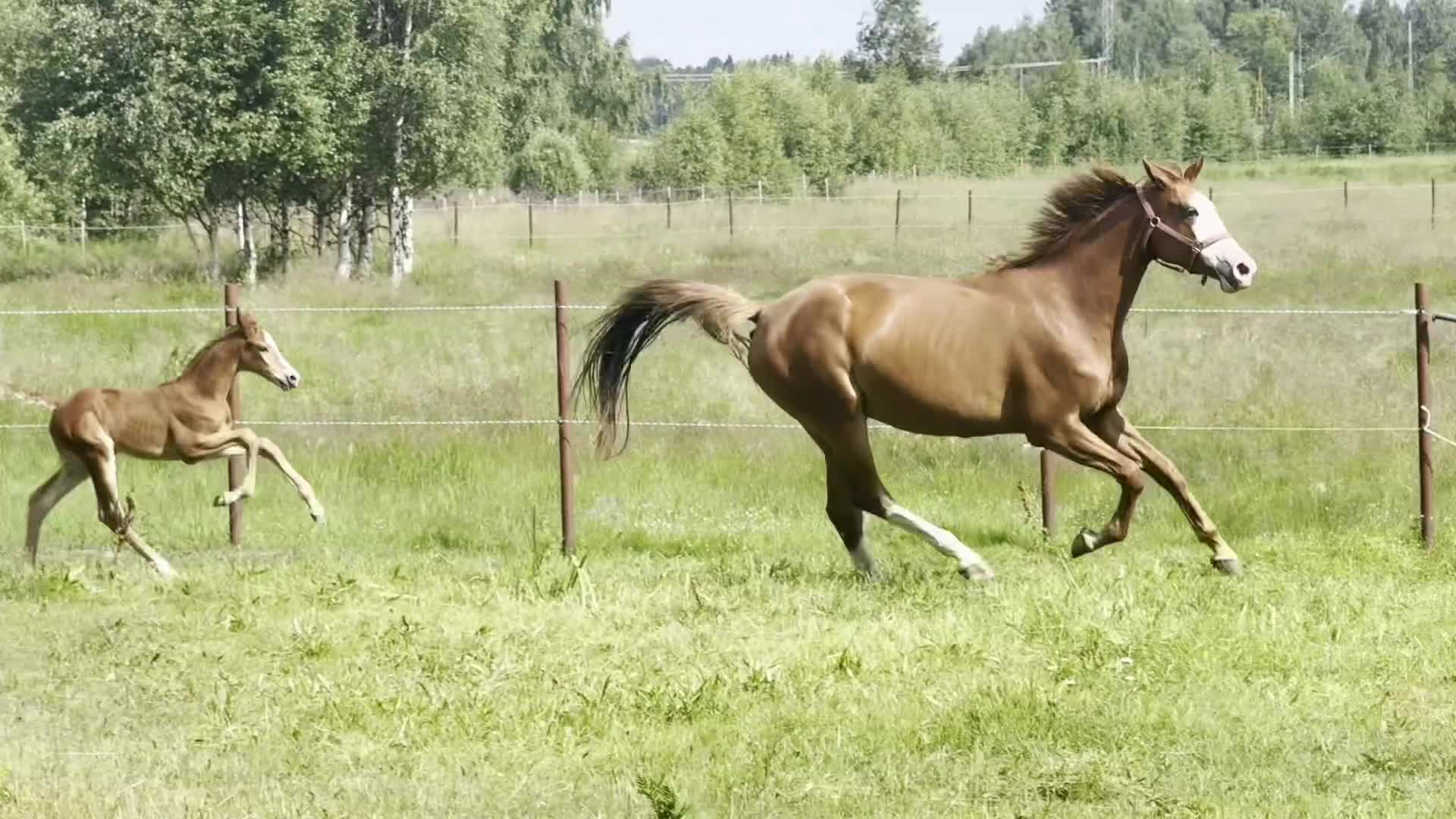 Hoppning hästar till salu: Modernt stoföl ur prestationsstark hoppstam - Video 2