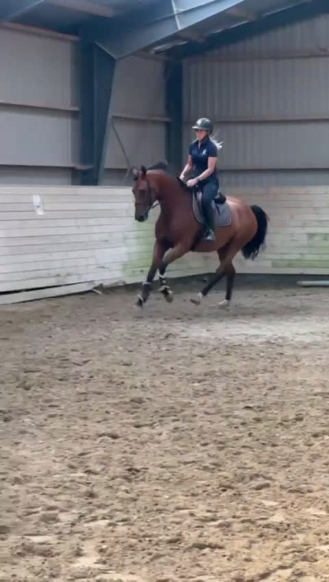 Dressyr hästar till salu: HAVE A BID…. Future star.. Good price!  i Hårlev - Video 4