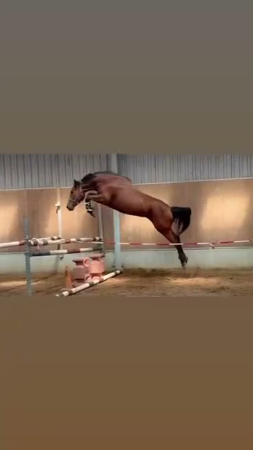 Hoppning hästar till salu: Hopphäst med lovande framtid - Video 1