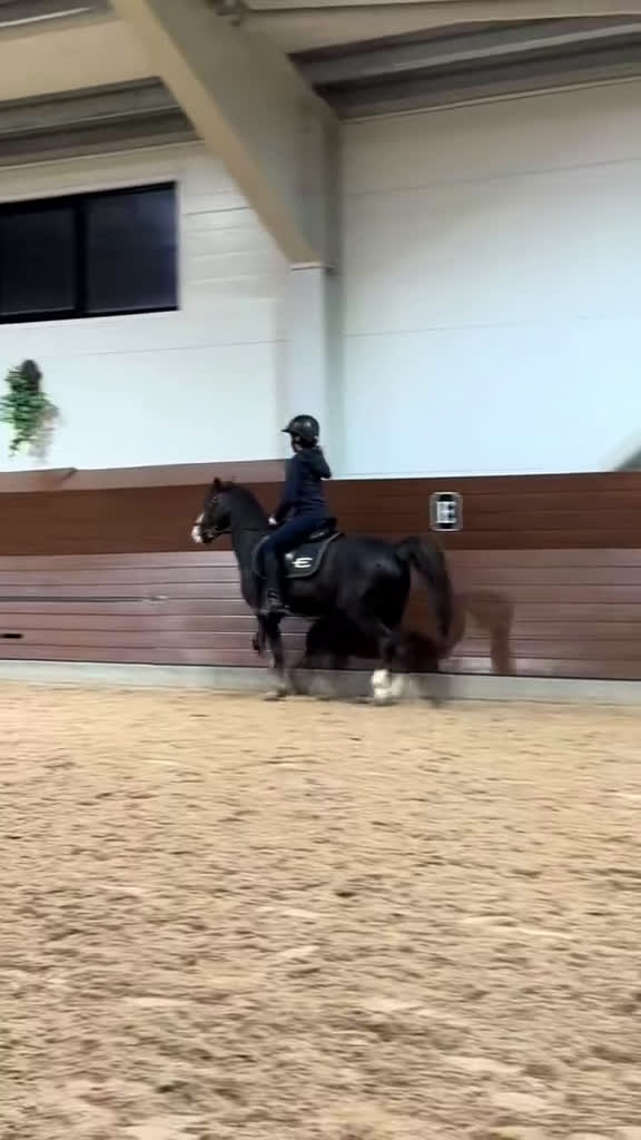 Allround hästar till salu: Fantastiskt fin läromästare B-ponny  i Luleå - Video 1