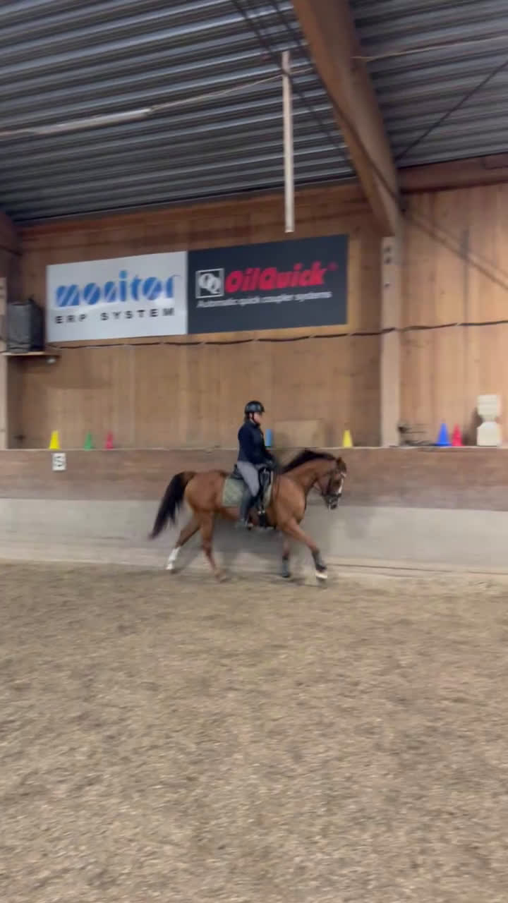 Allround hästar till salu: Världens charmigaste allround häst till salu❤️ - Video 1