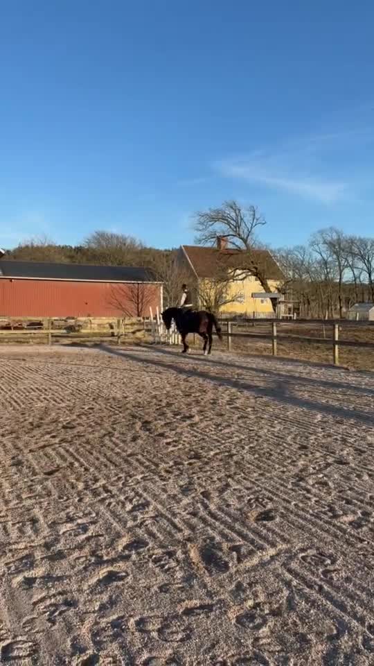 Allround hästar till salu: Trevlig allround valack! - Video 1