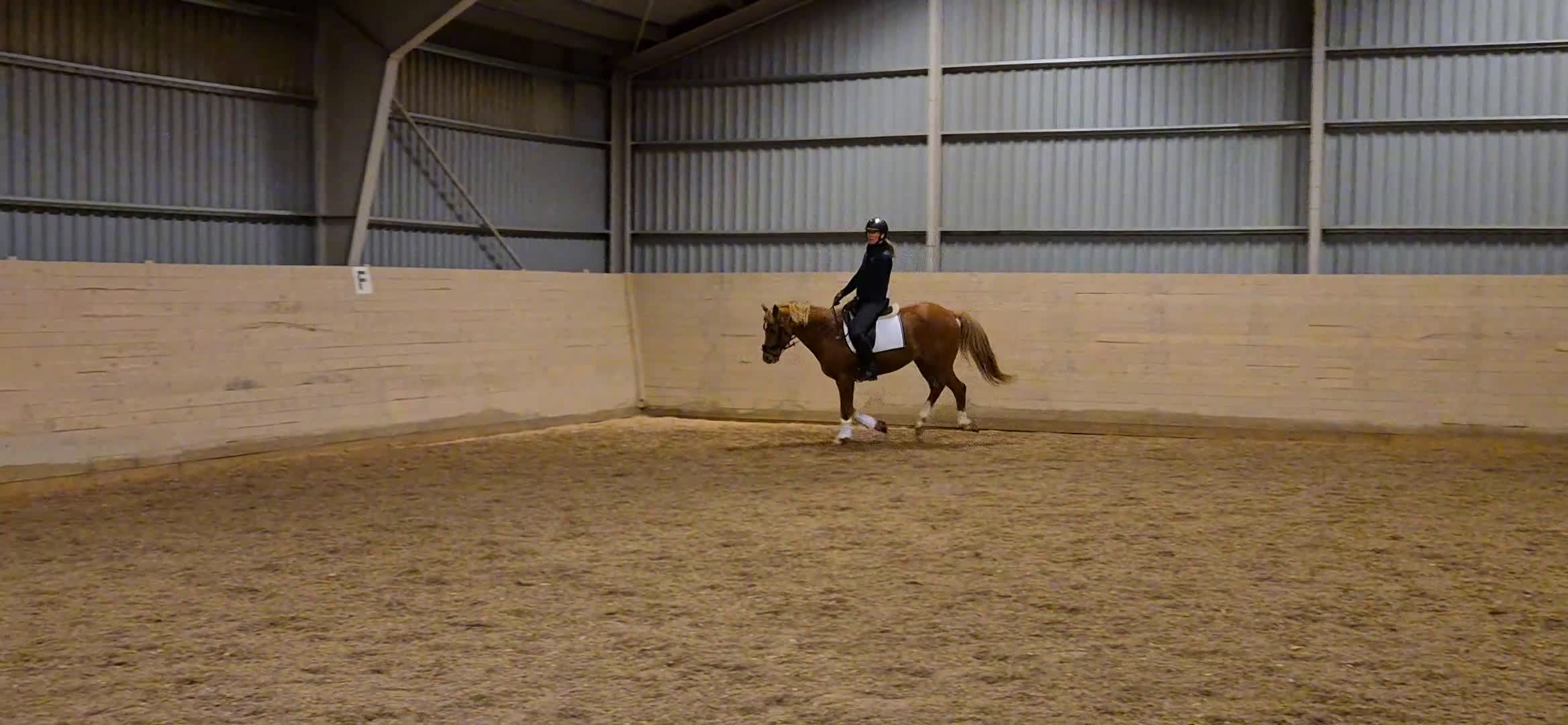 Dressyr hästar till salu: Trygg dressyrponny söker ny ryttare i Fjärdhundra - Video 2