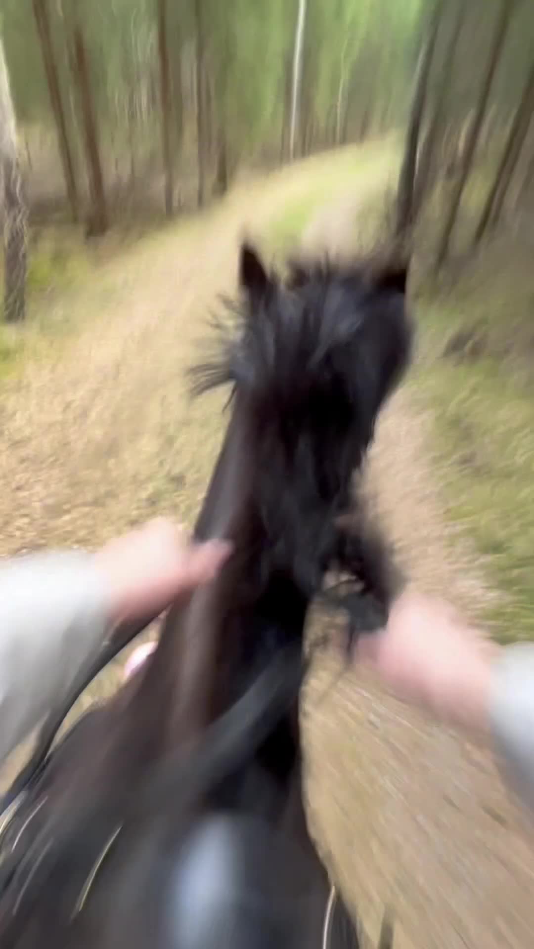 Allround hästar till salu: Fin skogsmulle och bästavän i Tingsryd - Video 1