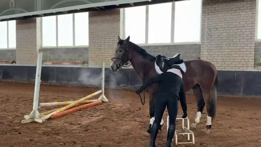 Hoppning hästar till salu: The breeder is selling horses. - Video 1