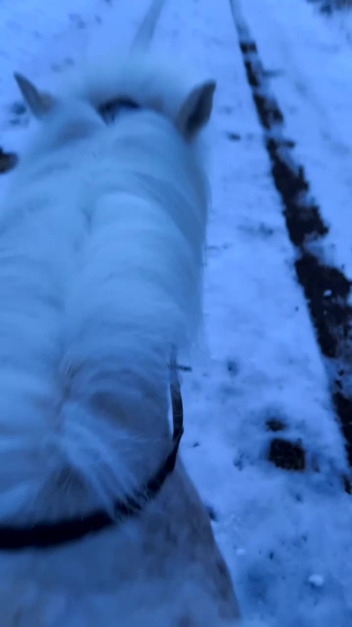 Allround hästar till salu: Sto med potential i Glommersträsk - Video 4