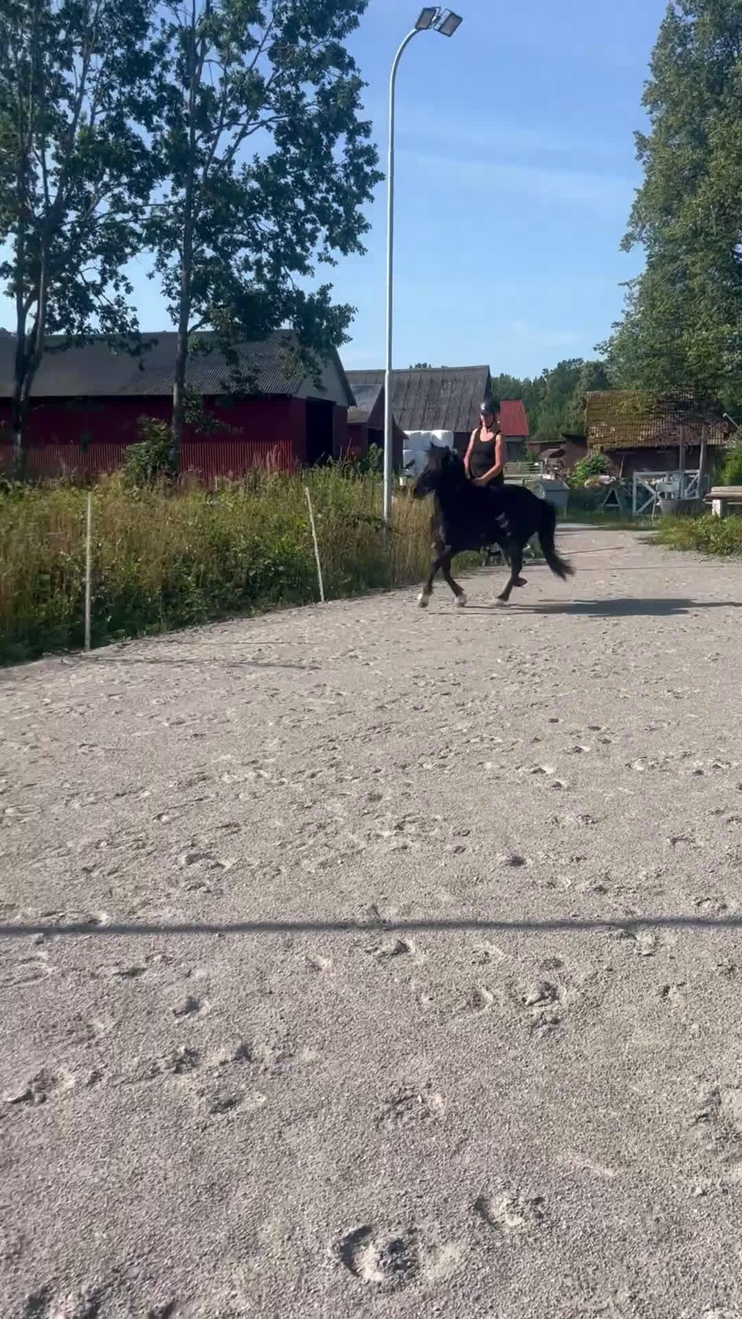 Island hästar till salu: Vackert lovande sto i Torsås - Video 5