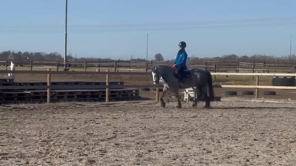 Allround hästar till salu: Charmig C-ponnyvalack - Video 1