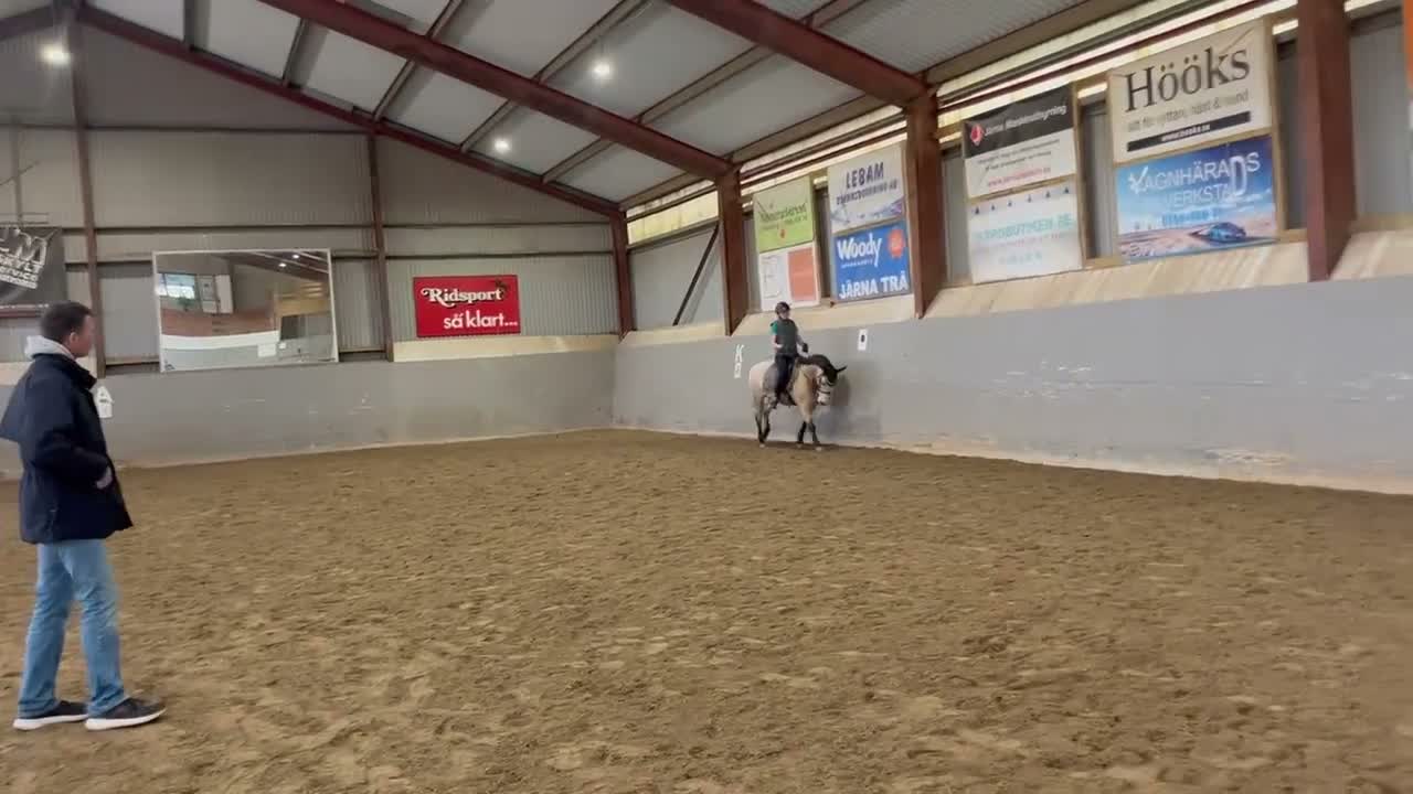 Allround hästar till salu: Guldponny söker nytt hem i Vagnhärad - Video 2