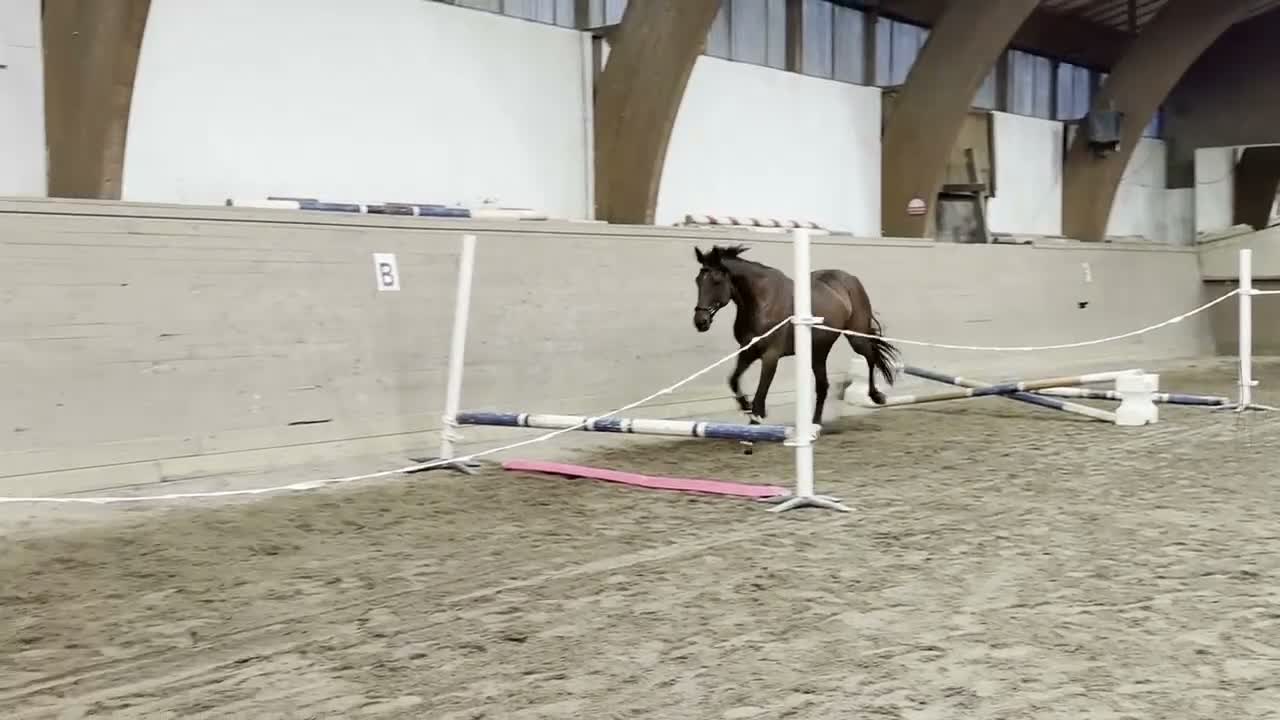 Allround hästar till salu: Sto med utstrålning  i Uddeholm - Video 1