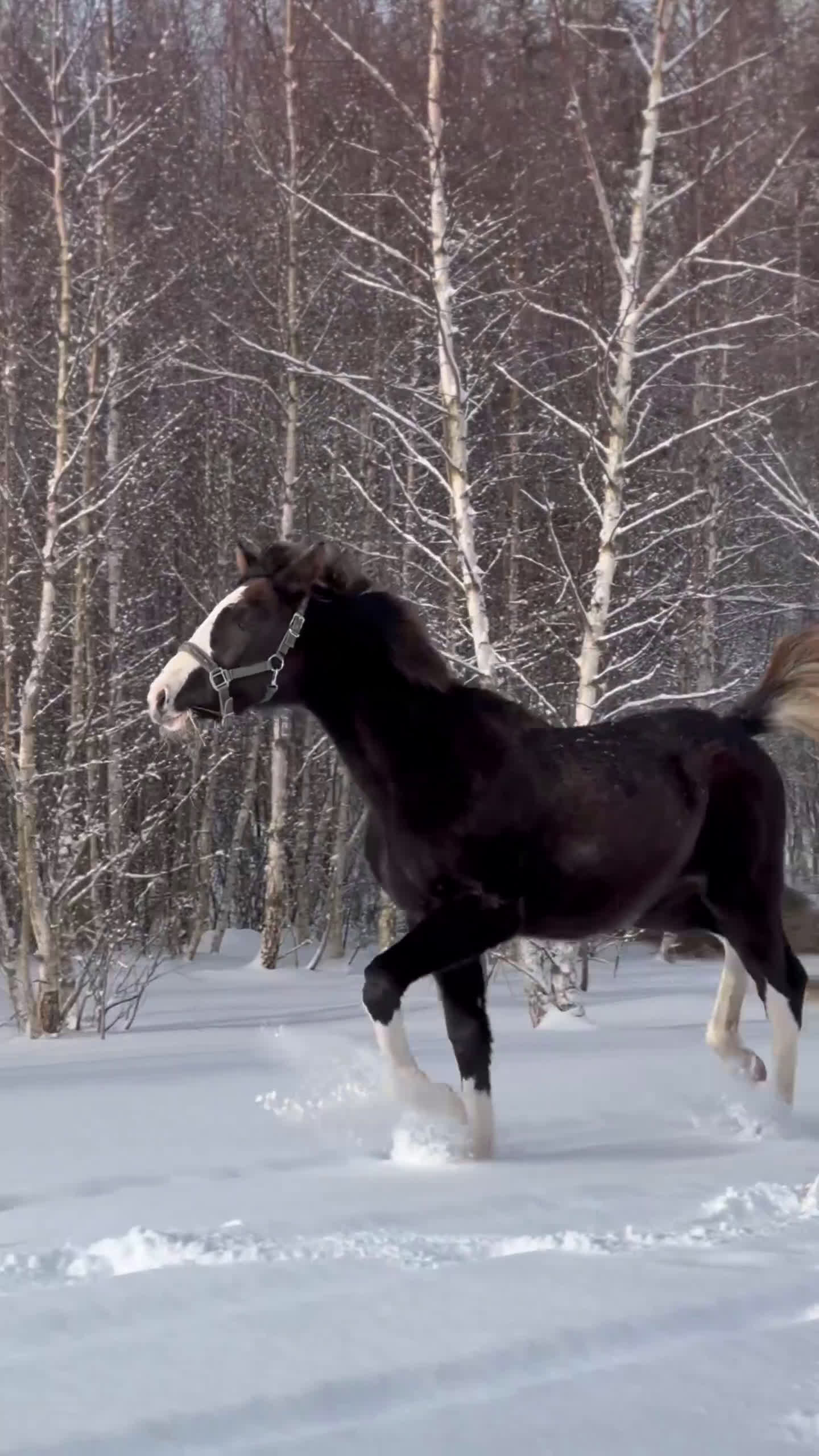 Hoppning hästar till salu: Vackert tecknat stoföl efter Esmeraldo - Video 1