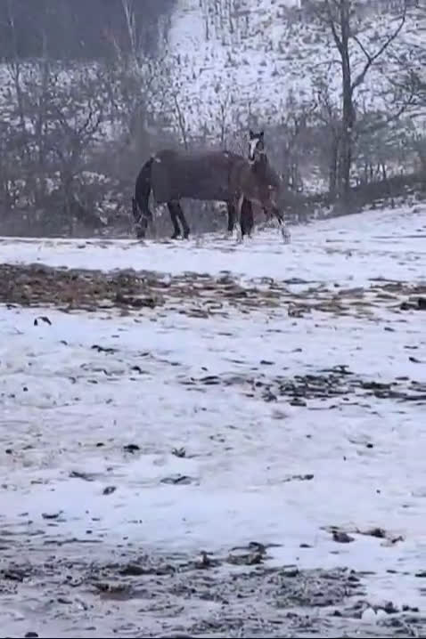 Hoppning hästar till salu: Heartbeat-Cabachon-Cortez  - Video 2