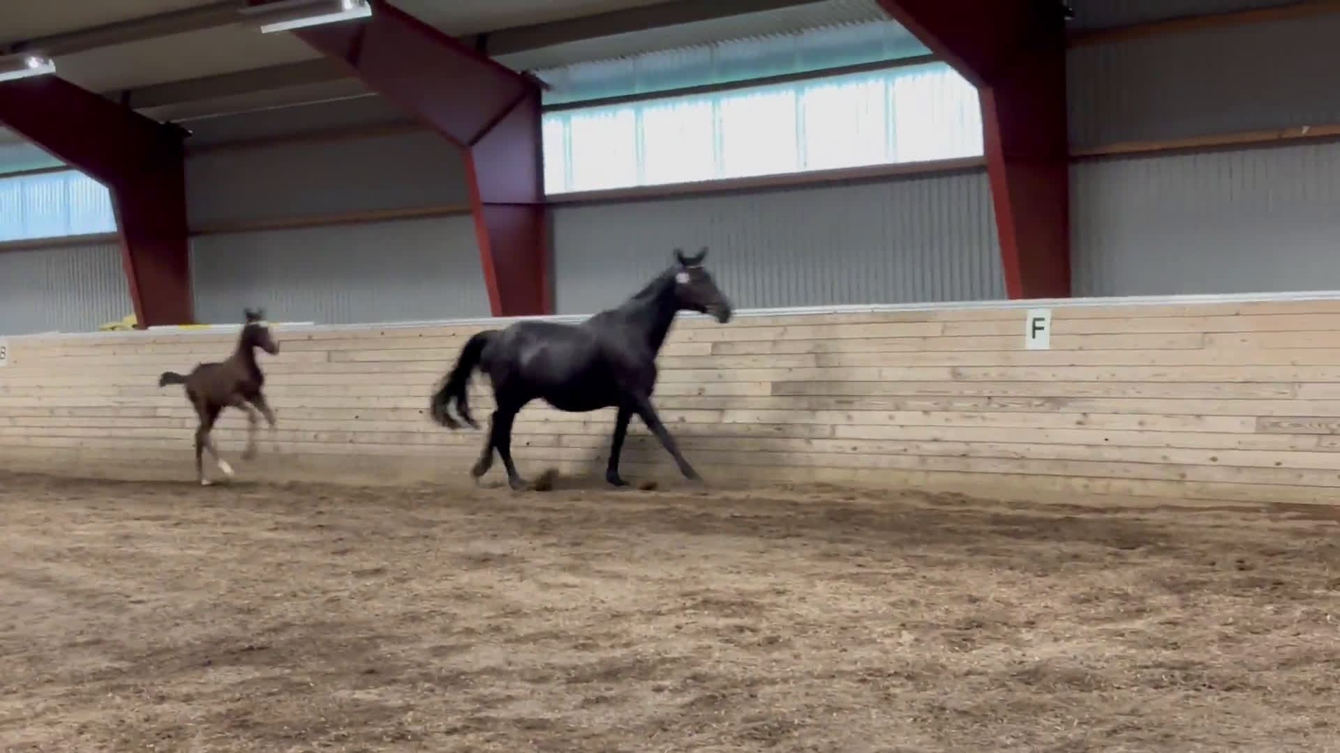 Hoppning hästar till salu: Social kille för framtiden i Vimmerby - Video 1