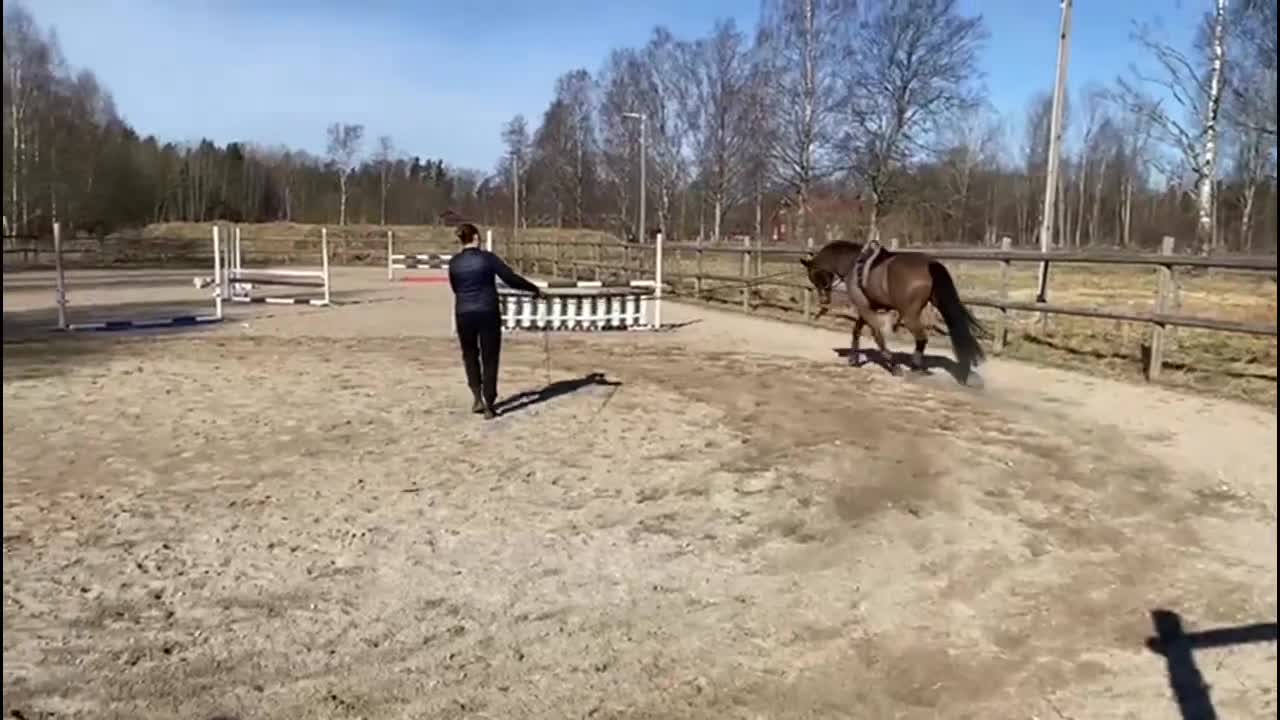 Dressyr hästar till salu: Lyxig hobbyhäst - Video 1