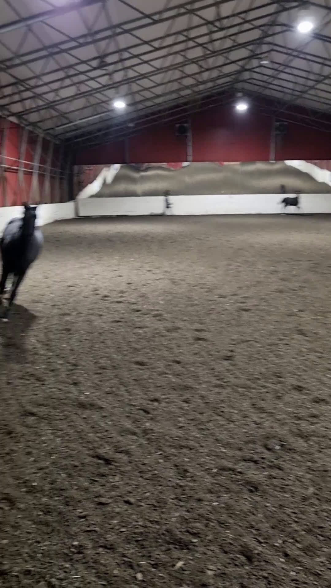 Dressyr hästar till salu: Sort hoppe etter Kjento/Fürstenball - Video 2