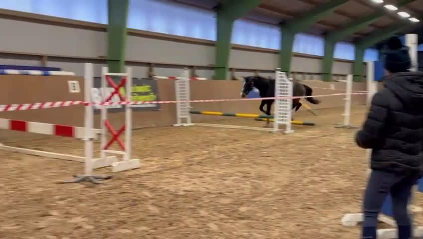 Hoppning hästar till salu: Supersnygg kille e.Cannobio säljes  i Forsheda - Video 1