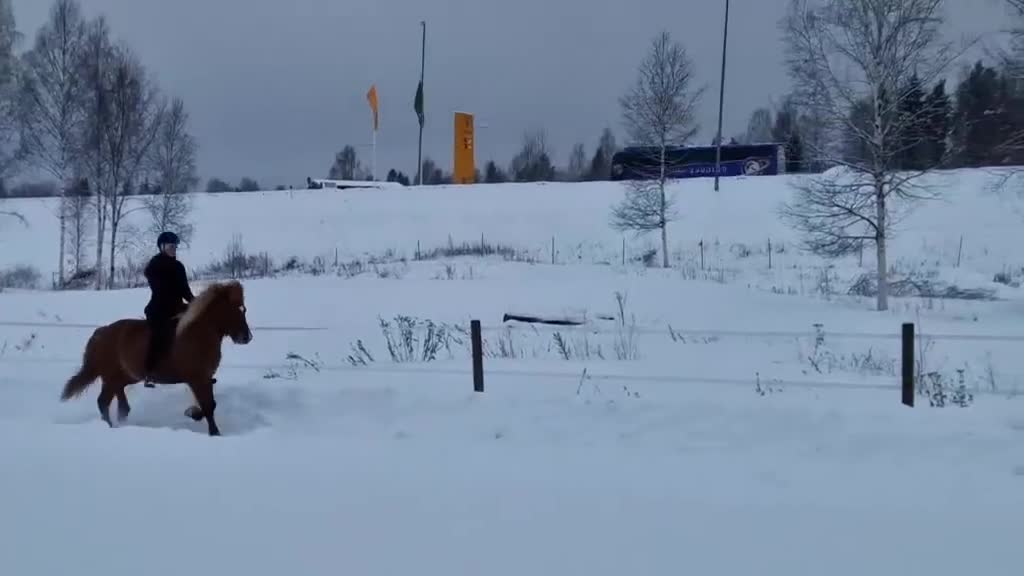 Island hästar till salu: Trevligt femgångssto - Video 1