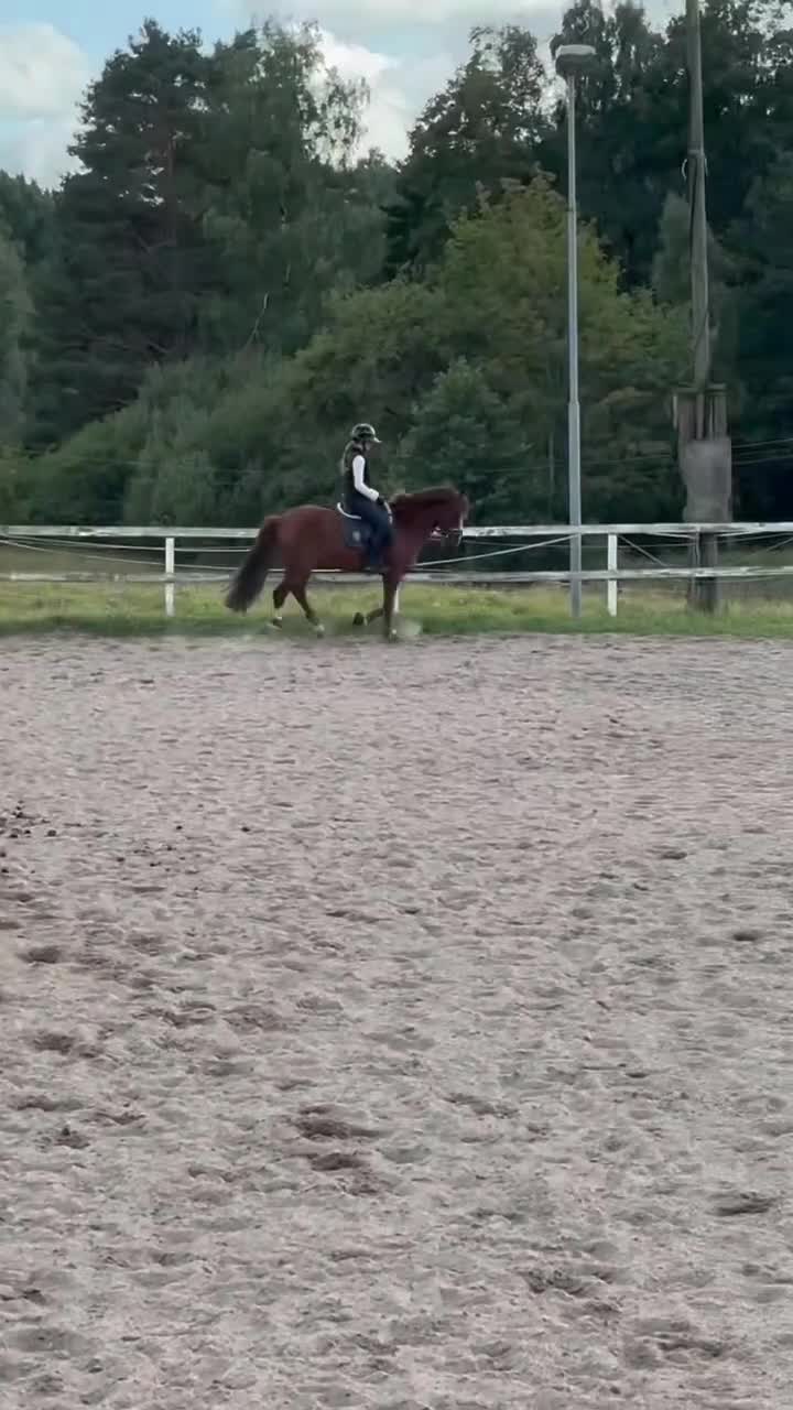 Allround hästar till salu: C-ponny med potential  - Video 2