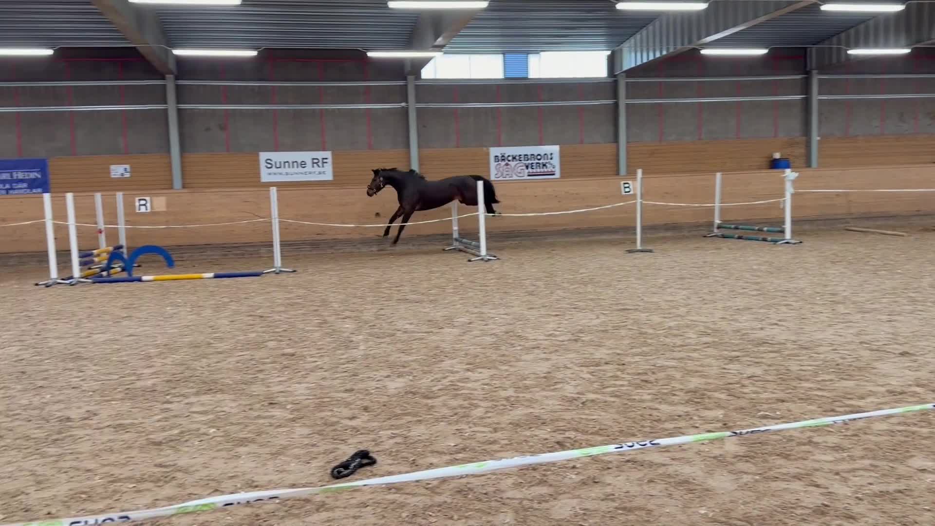 Hoppning hästar till salu: Vackert sto med lovande framtidsutsikter! - Video 2