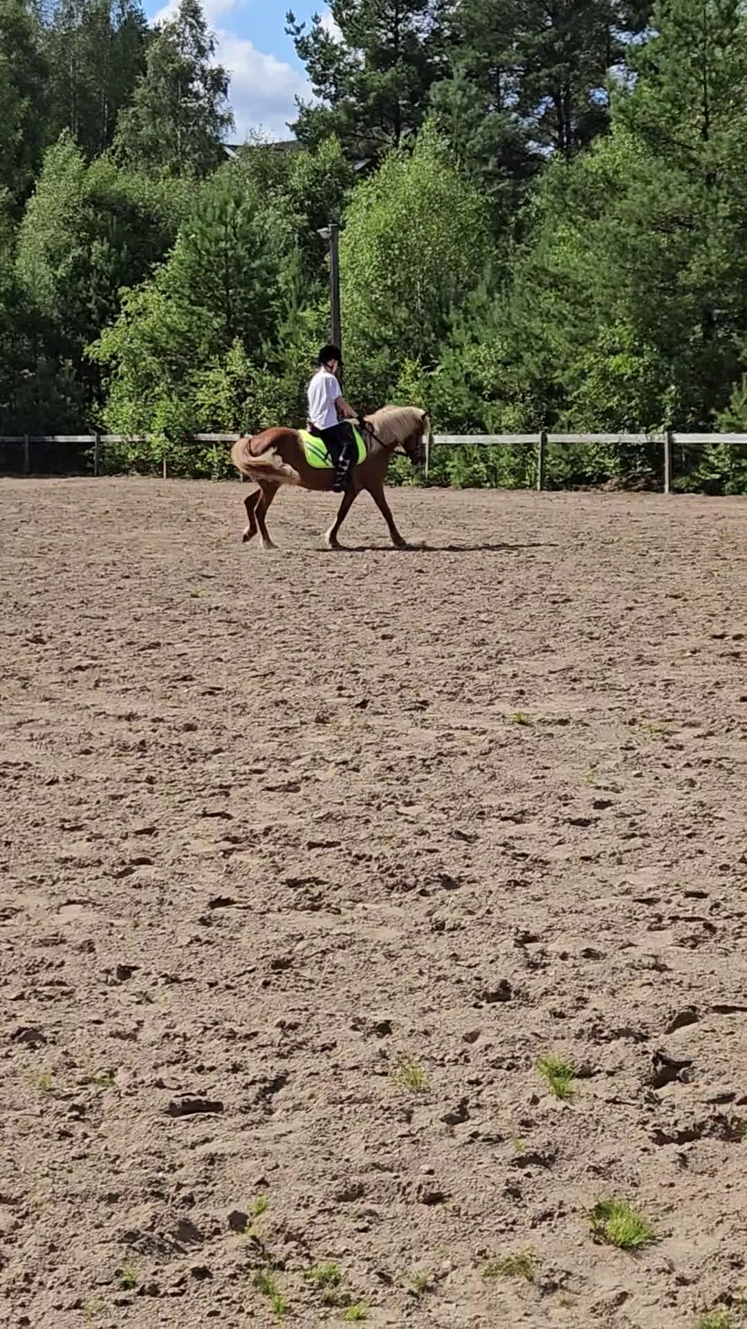 Island hästar till salu: Snälla underbara Stina måste nu flytta i Annerstad - Video 2