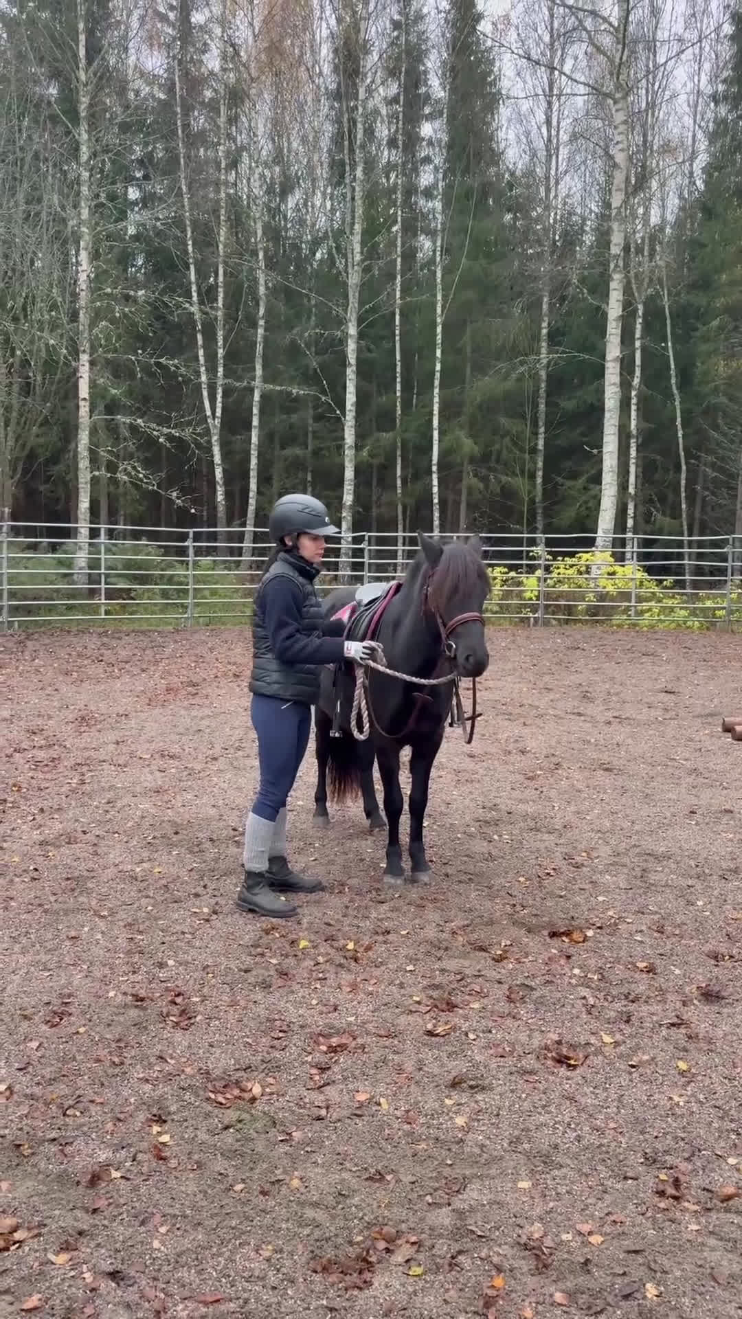 Allround hästar till salu: Mycket trevligt gotlandsruss sto säljes i Tierp - Video 1