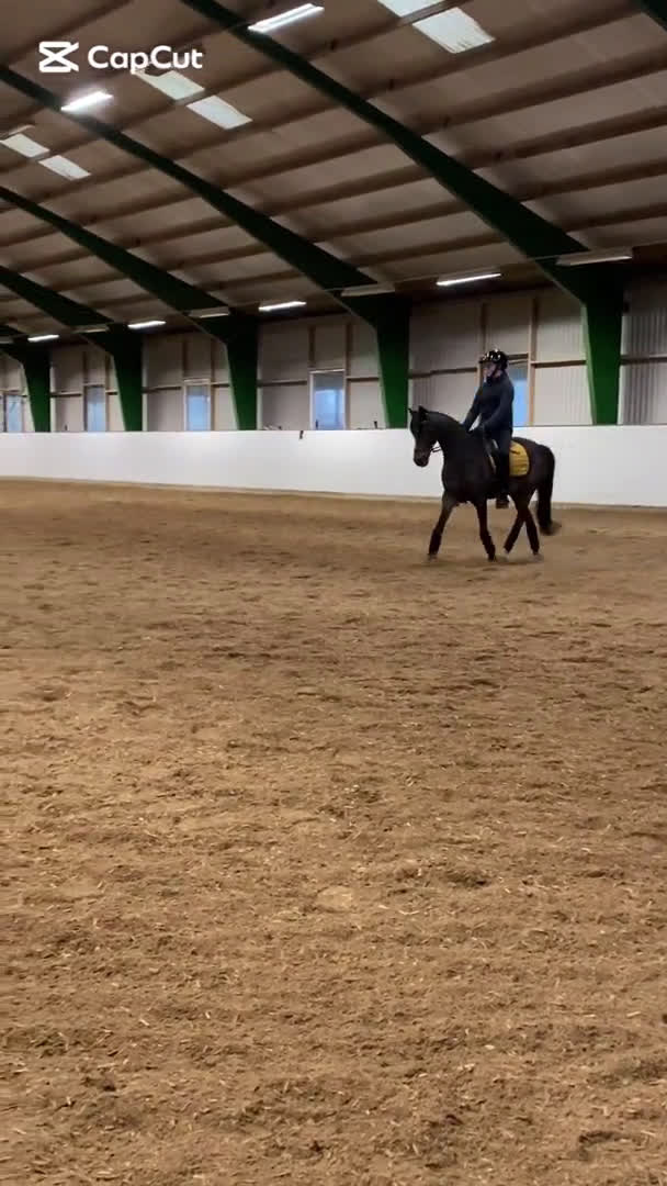 Dressyr hästar till salu: SM-ponny och bästa vän i Sölvesborg - Video 2