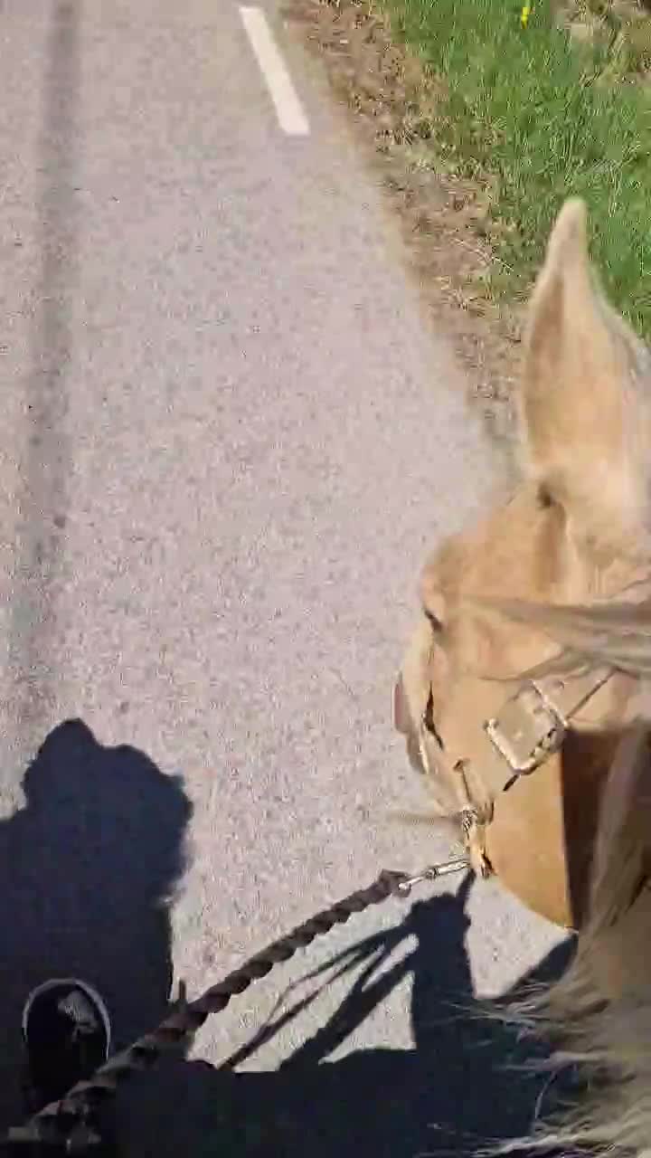 Sällskap hästar till salu: Världens snällaste GULDPONNY! - Video 3