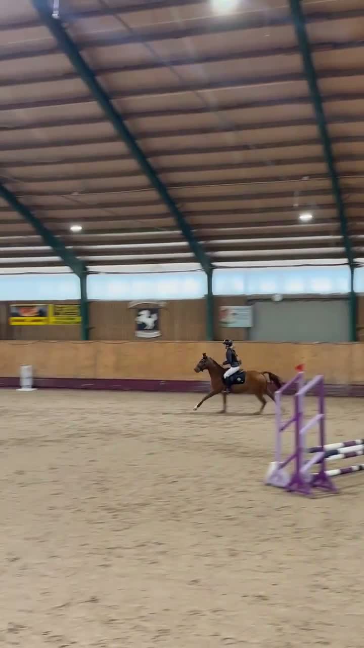 Dressyr hästar till salu: Lunaria- en bästa kompis med potential🌟 - Video 2